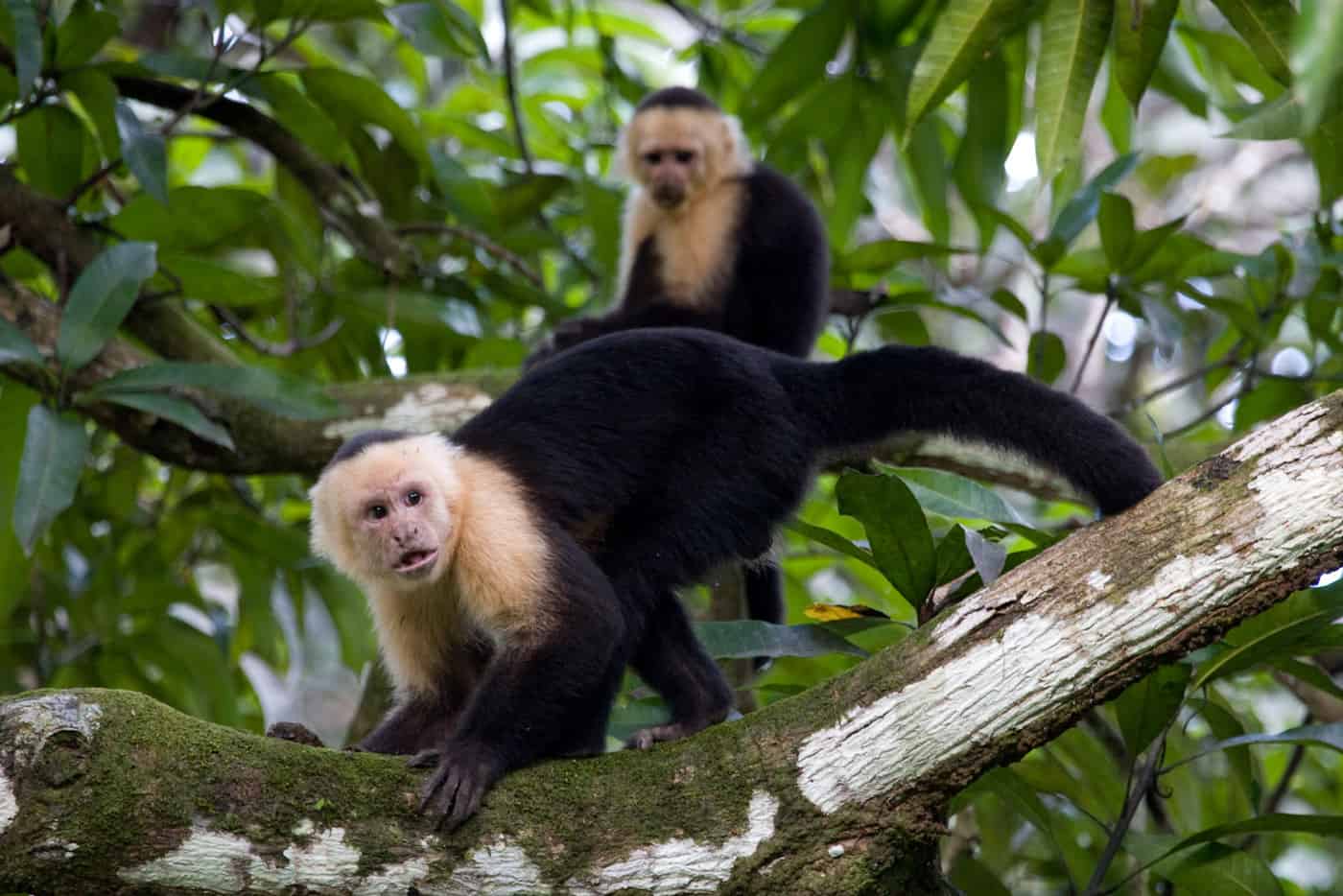 capuchin monkey manuel antonio costa rica