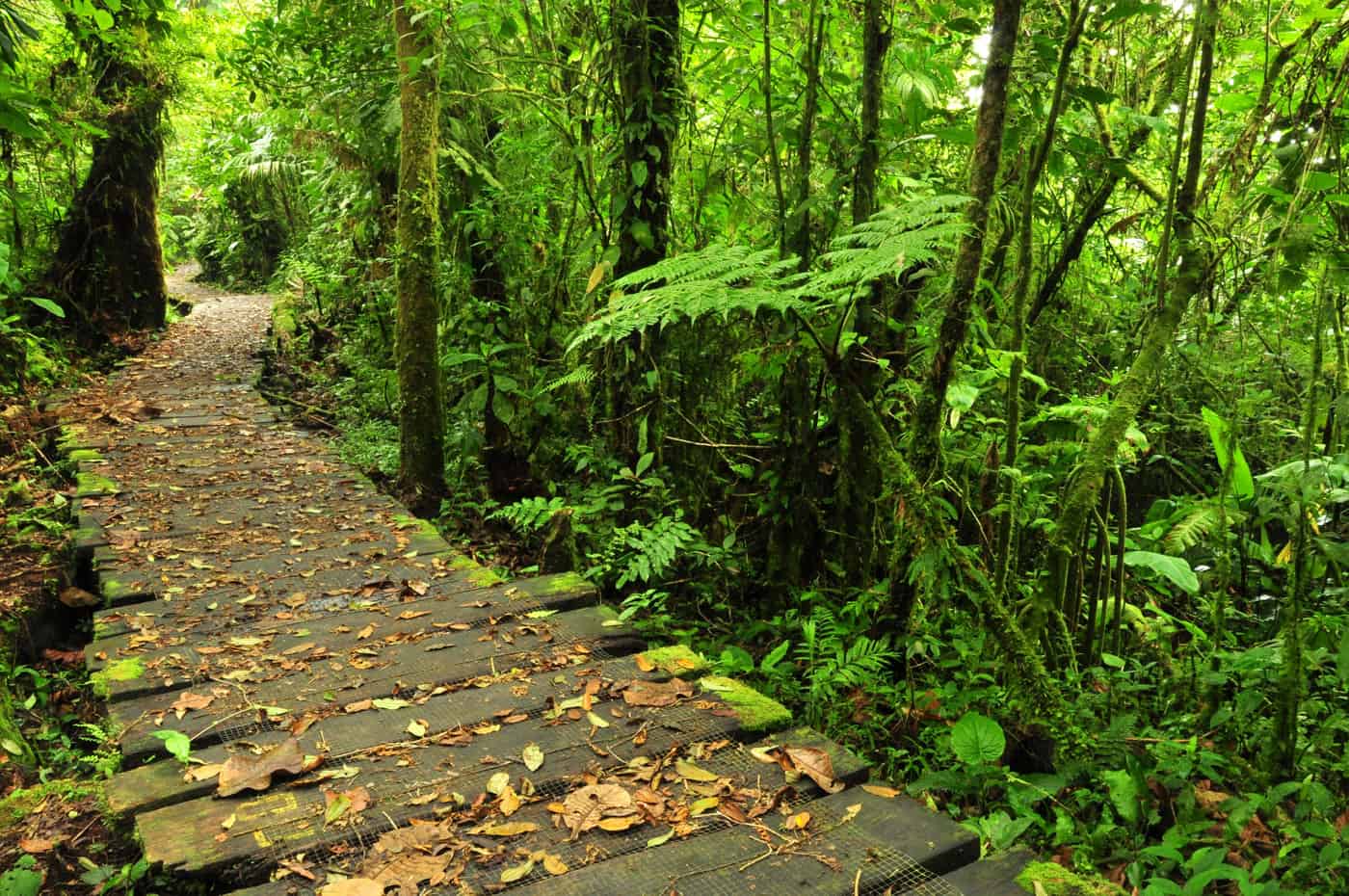 trail monteverde rain forest costa rica